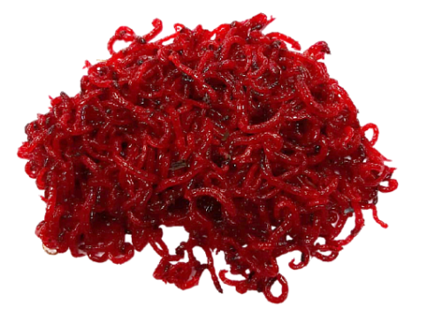 Мотыль насадочный 20г (развесной)