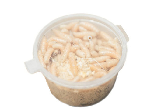 Опарыш белый