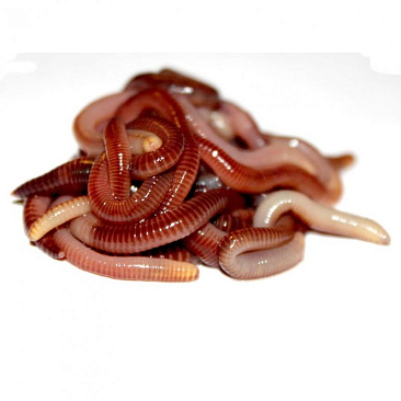 Червь навозный